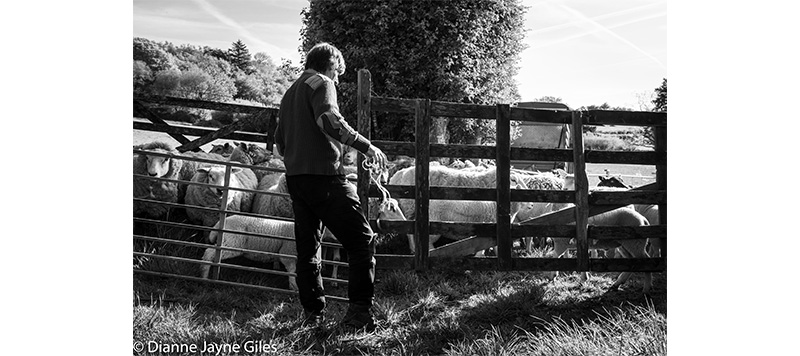 Farmer opening a pen full of sheep