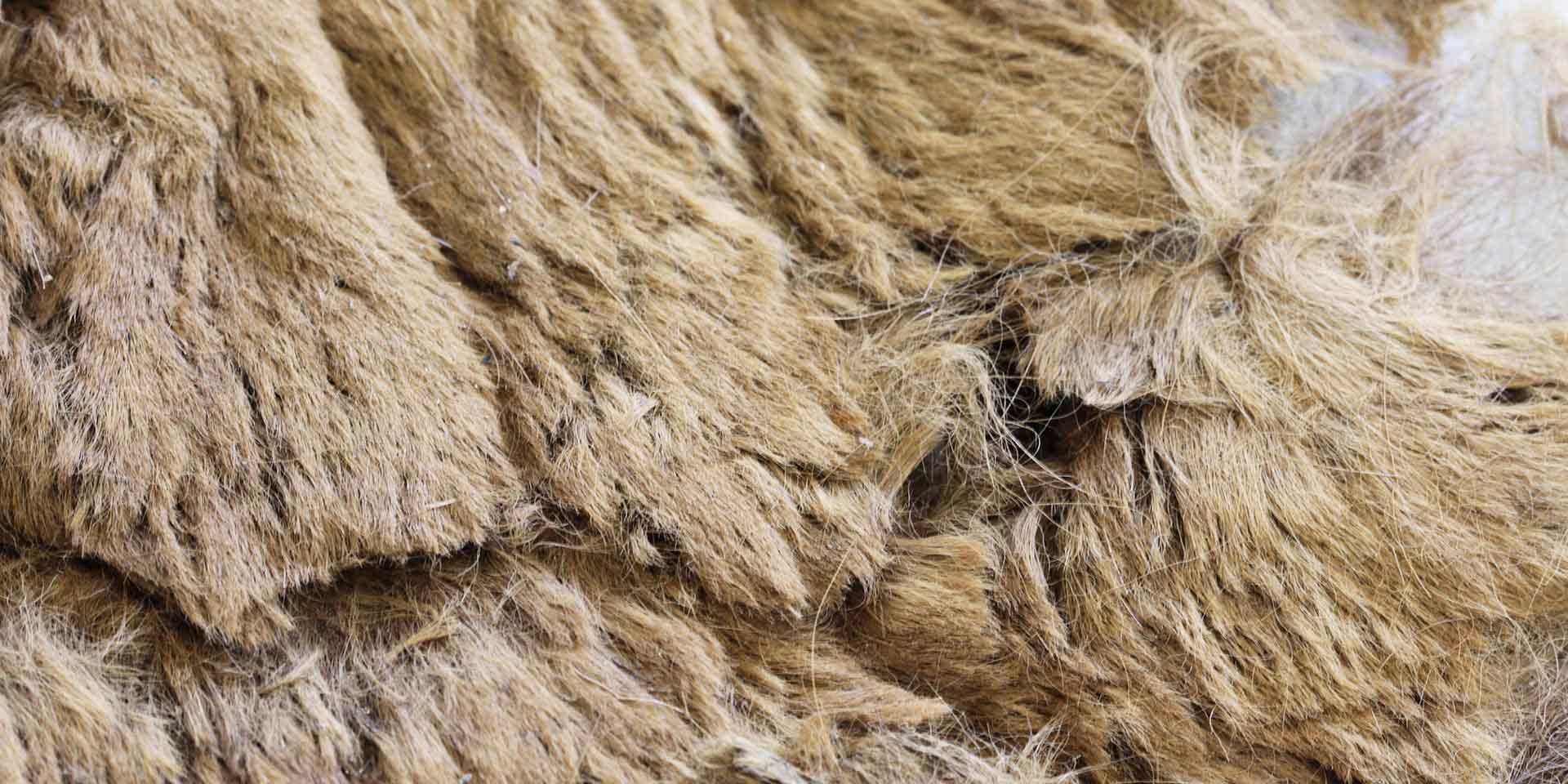 Close-up of preserved brown bear pelt