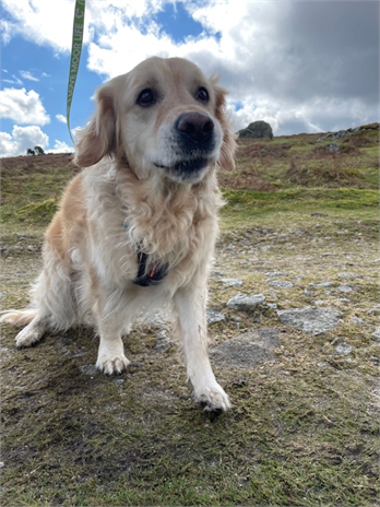 Golden retriever sits on the moors with his new lead. 