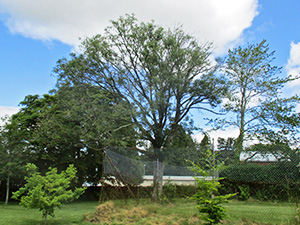 Ash tree showing signs of Ash Dieback