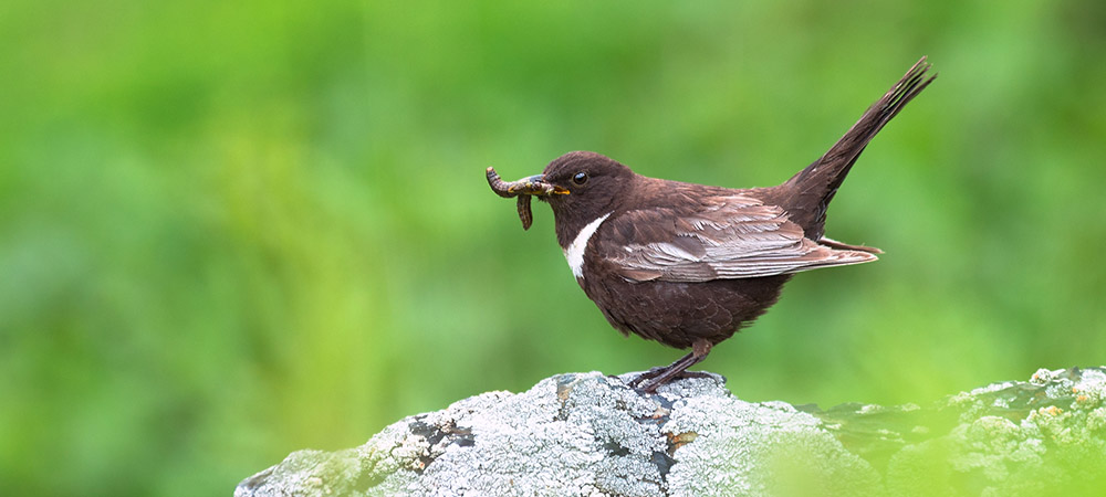 A male ring ouzel on a rock with a beak full of grubs