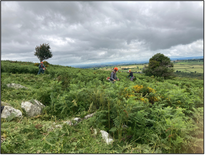 People clearing bracken