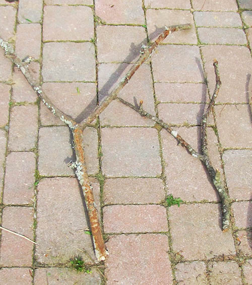 Two sticks shaped like the letter 'Y