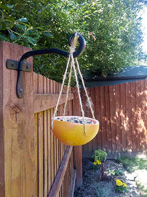 Grapefruit rind full of bird seed hanging from garden fence