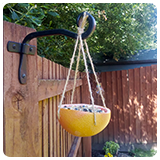 Grapefruit rind full of bird seed handing from garden fence