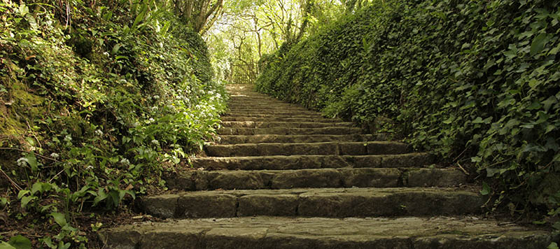 Stone steps leading up a leafy green corridor