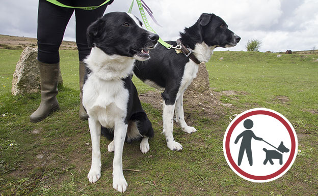 Two collie dogs on leads with dog on lead symbol