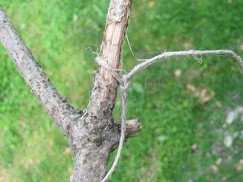 Piece of string tied to a stick