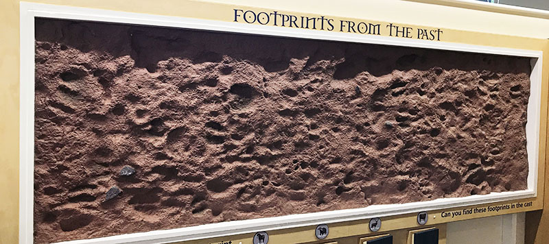 Large plaster board with moulds of prehistoric animal and human footprints