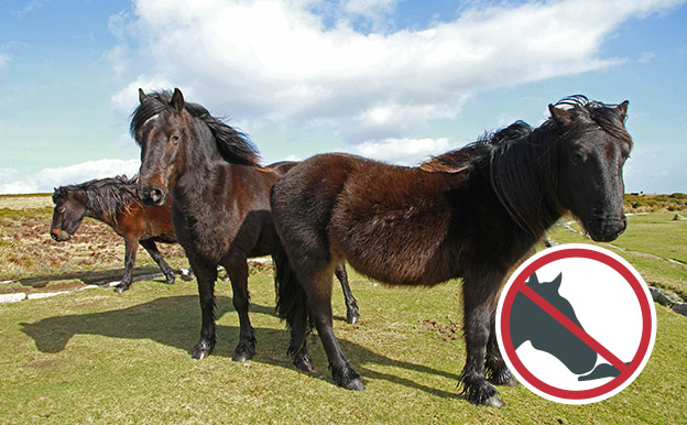 Three brown ponies on moorland with do not feed pony symbol