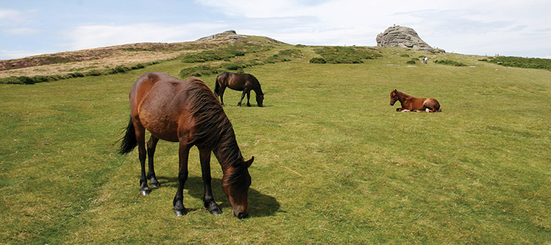 Three ponies resting and grazing in front of Haytor rocks
