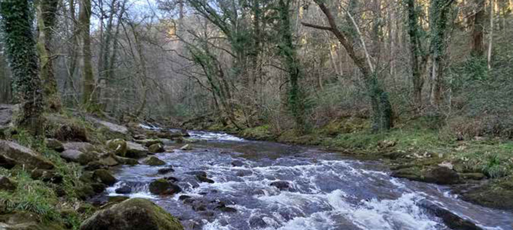 A river flowing through broadleaf woodland