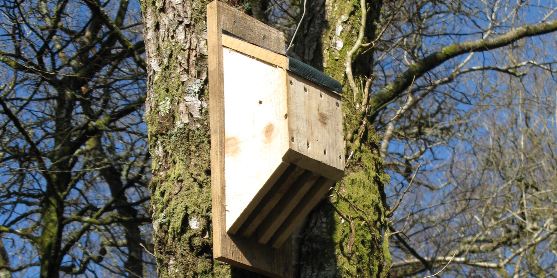 Bat box in tree