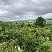 Volunteers clearing Bracken