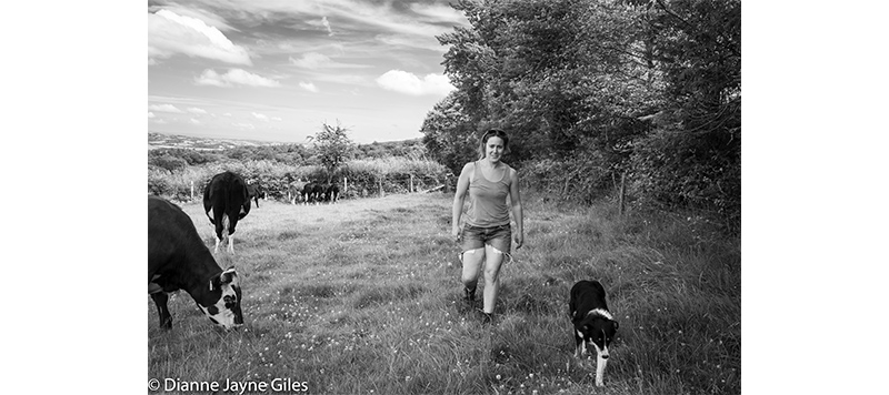 Farmer Jenny and dog walking through field of cows