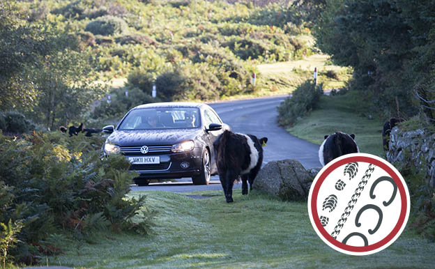 Two cows walking towards a car on the road