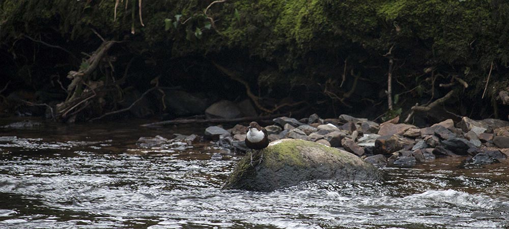 Dipper on a rock by a river