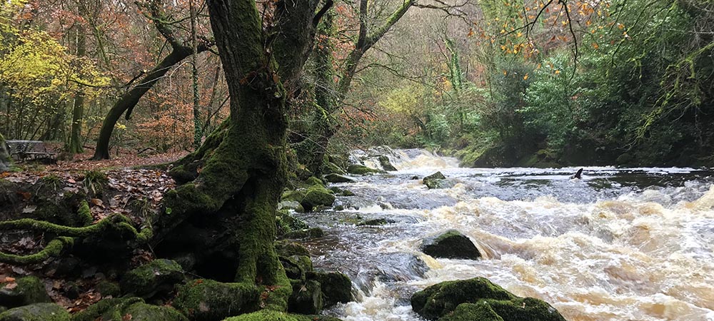 River Erme flowing through longtimber woods in autumn