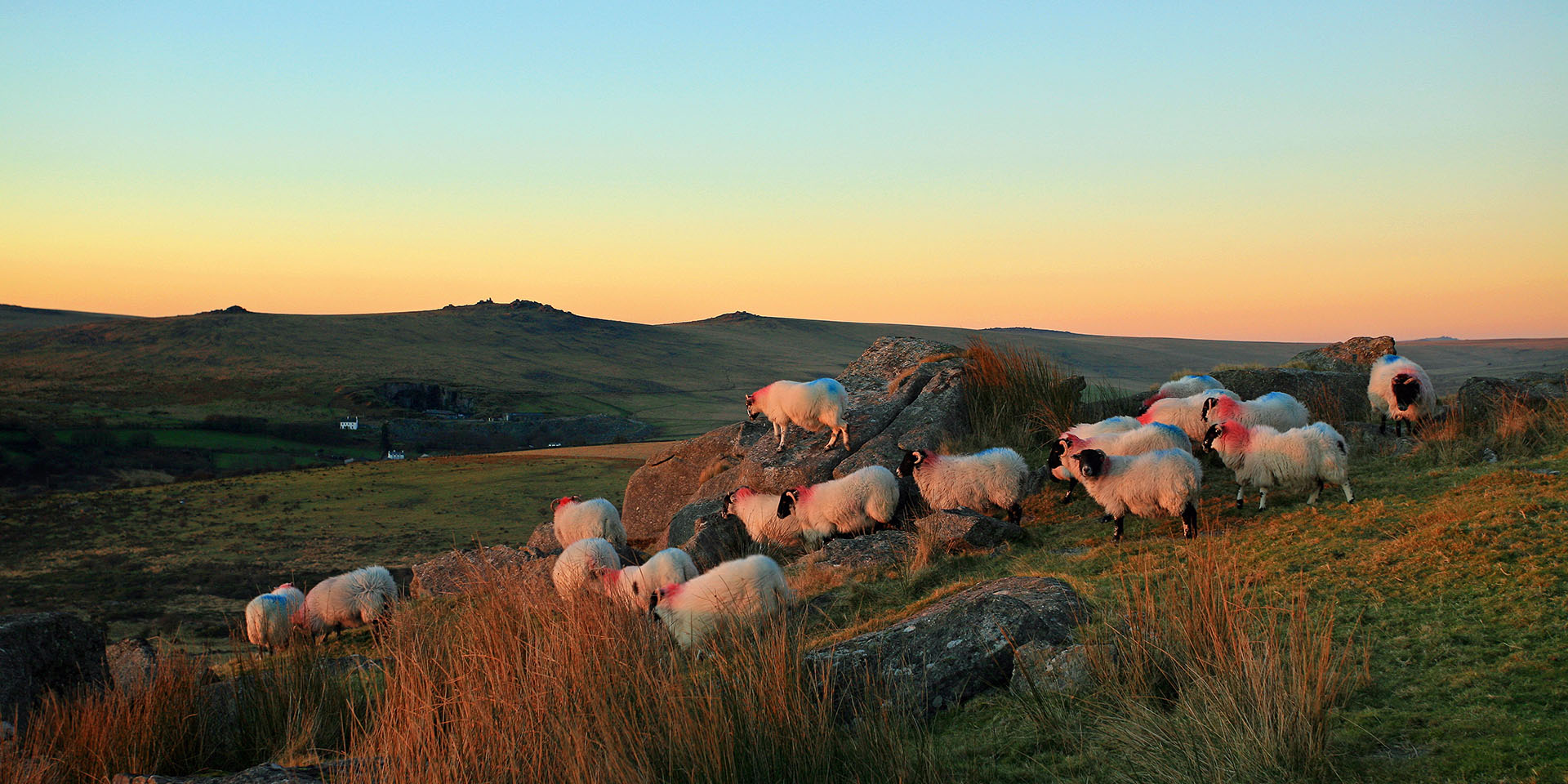 Flock of sheep at sunset on Kings Tor by Adrian Oakes