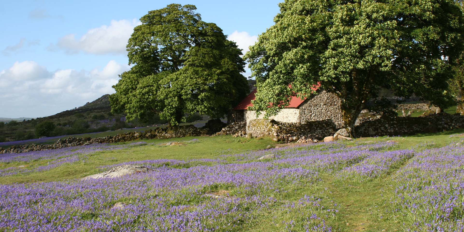 Emsworthy barn and bluebells