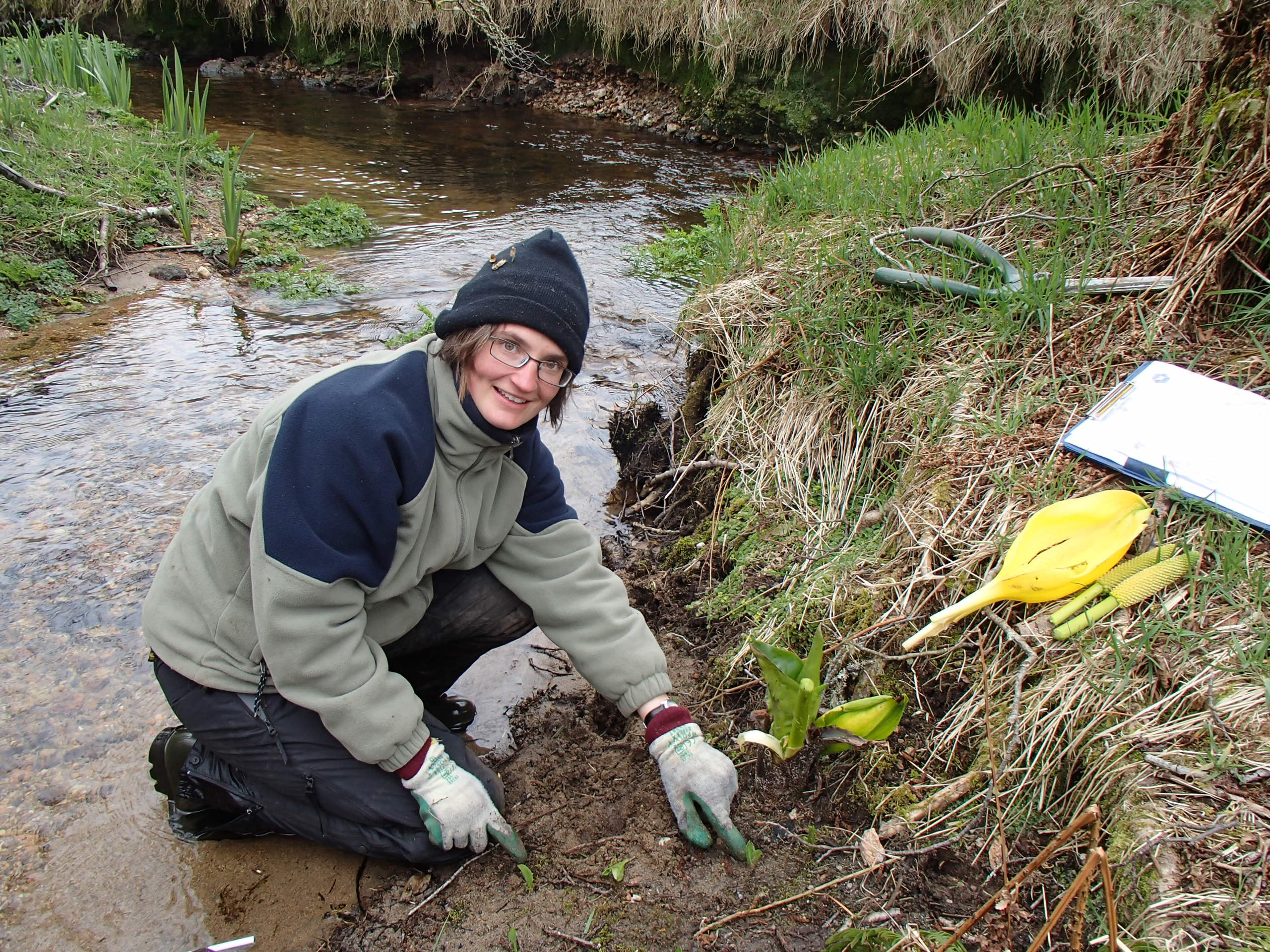 Ecologist taking out American Skunk Cabbage