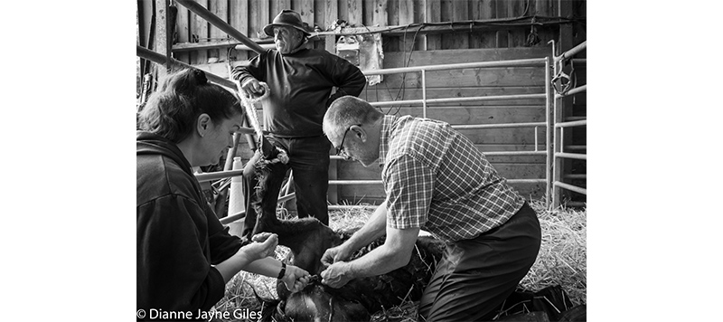 Three farmers carrying out castration on a sheep