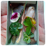 Matchbox full of leaves, petals, pebbles, shells and string