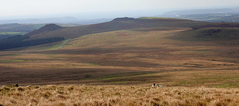 Wide sweeping moorland and two sheep in foreground