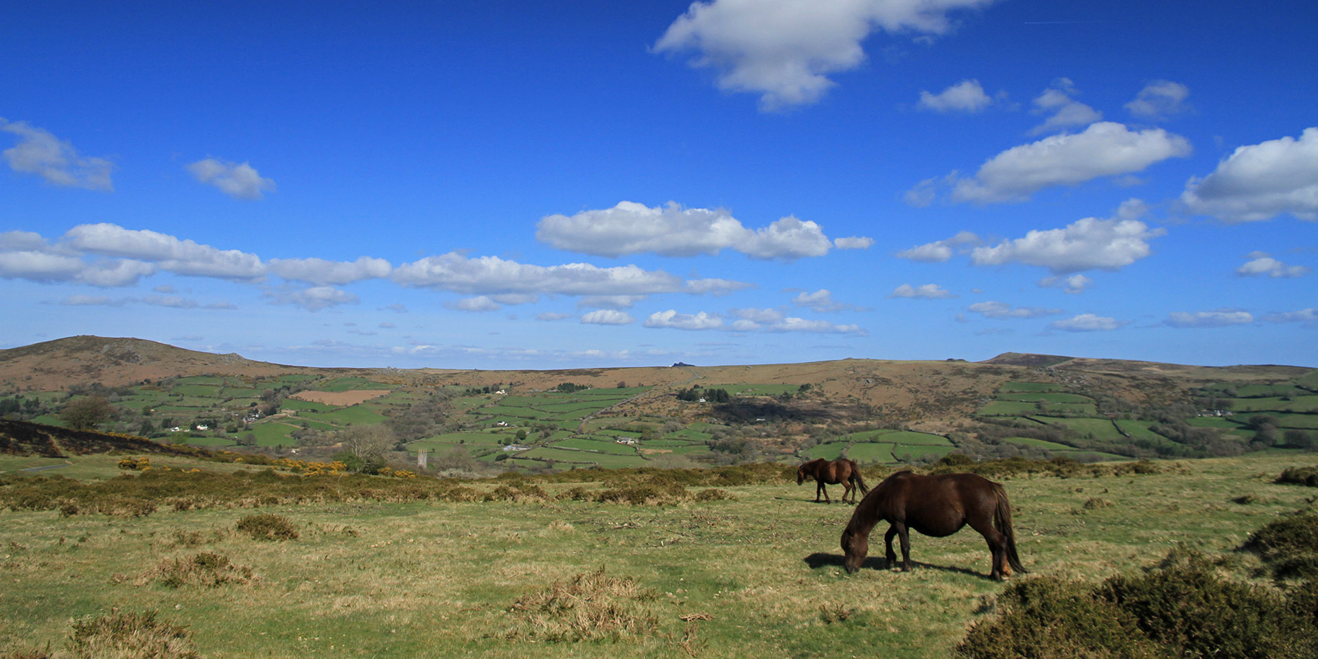 Ponies on hill overlooking Widecombe