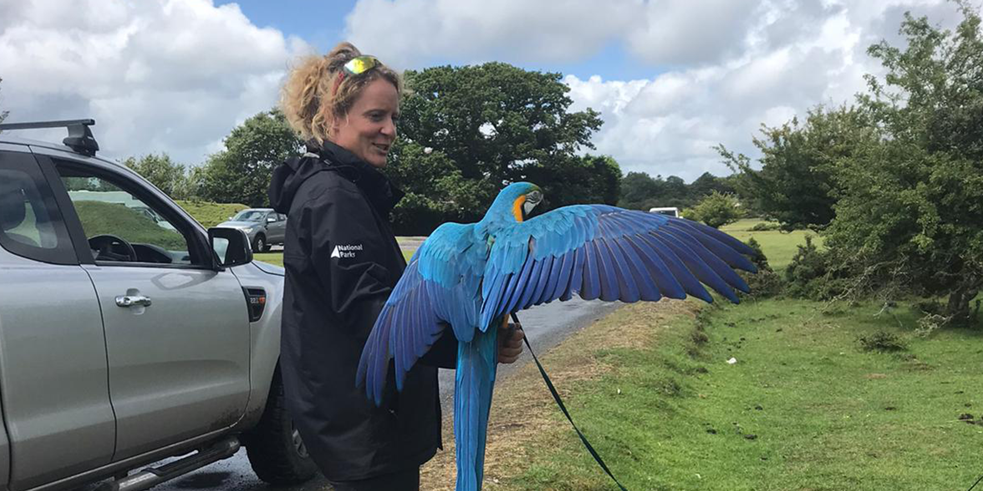 Female ranger holding a blue parrot who is out for a walk on Dartmoor