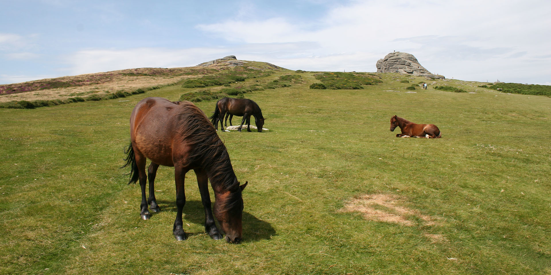 Ponies with Haytor rocks in background