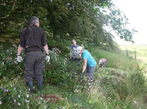 Volunteers clear Himalayan balsam plants