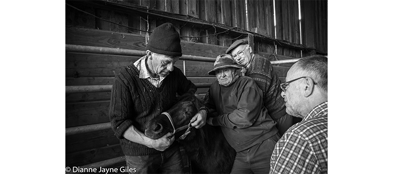 Four farmers holding a pony