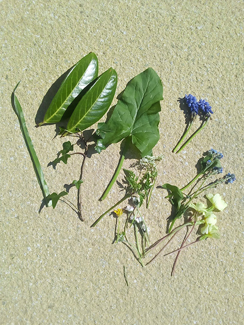 Assortment of leaves and small flowers laid out on the ground