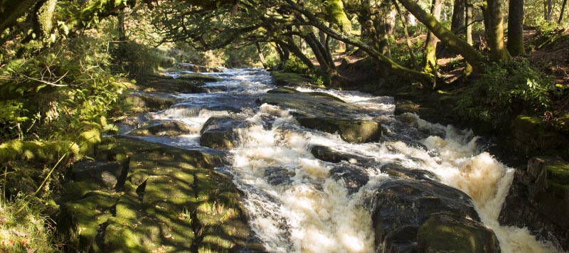 River Avon waterfall under a canopy of green oak trees