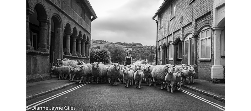 Moving sheep through a village street