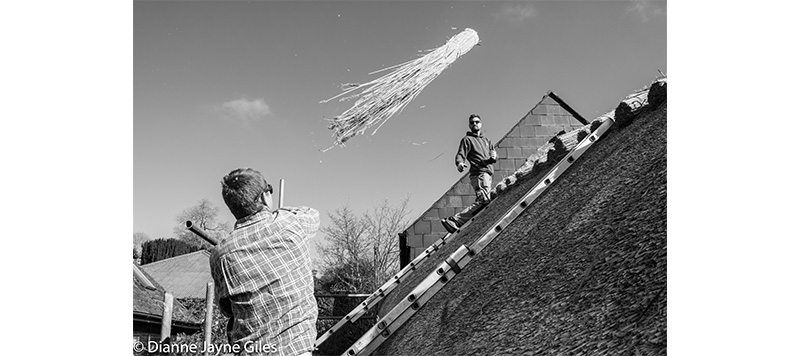 Thatcher throwing reeds up to thatcher on the roof