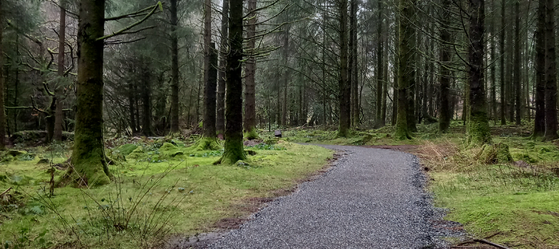 Tall trees line a new gravel path on both sides. 