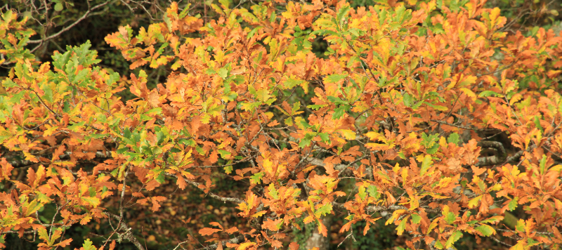 Close up of oak leaves in autumn colours. 