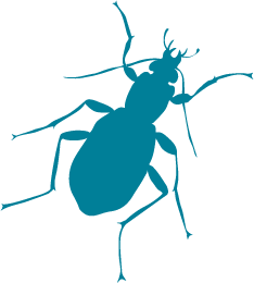 Blue Ground Beetle