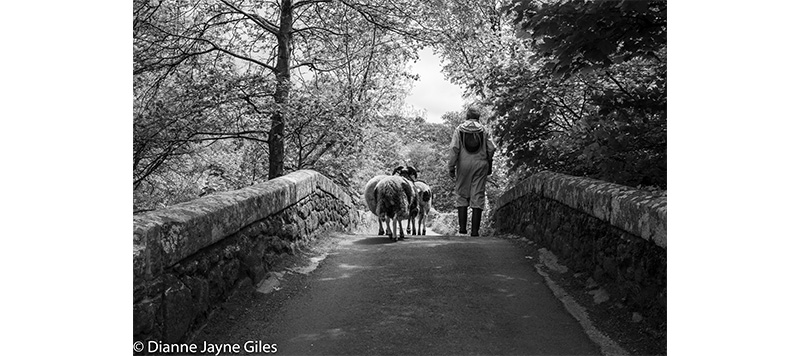 Beekeeper walking with a sheep over a bridge