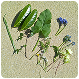 Assortment of leaves and sticks laid out on the ground