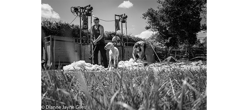 Shearers with sheared sheep surrounded by wool