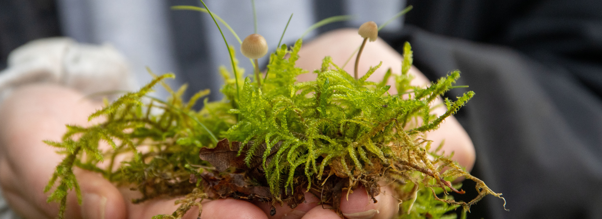 Hands hold a handful of moss and grass with mushrooms growing out of it