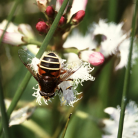 bog hoverfly