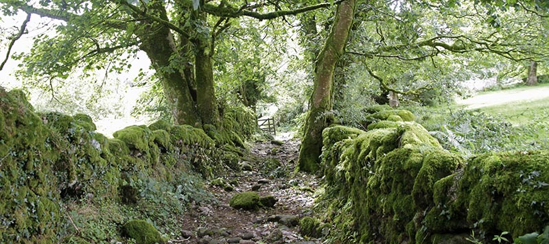 Old rocky lane lined with moss-covered stonewalls and trees