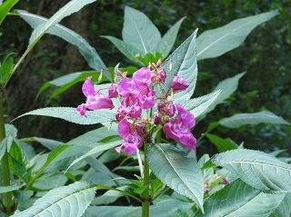 Himalayan balsam in flower