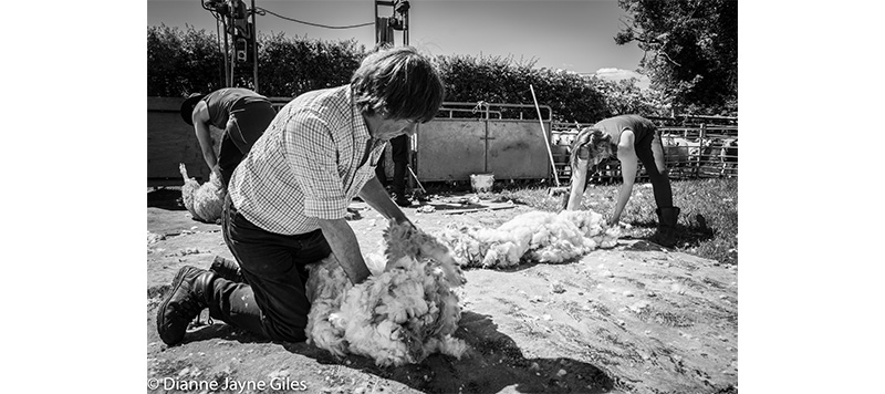 Shearers organising wool