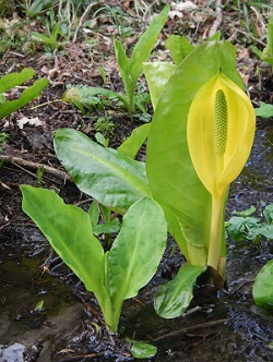 American skunk cabbage