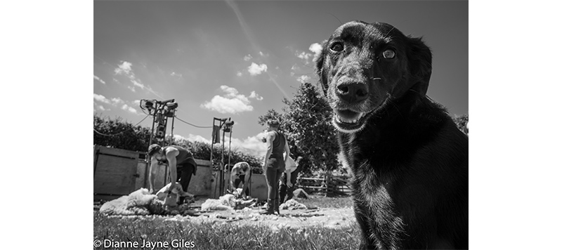 Shearers working with dog in foreground